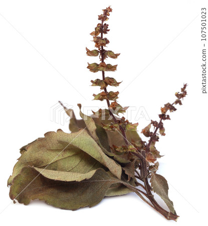Dry holy basil or tulsi leaves with flower 107501023