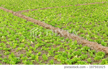 Organic lettuce production 107501025