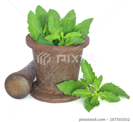 Holy basil or tulsi leaves in a vintage mortar 107501032