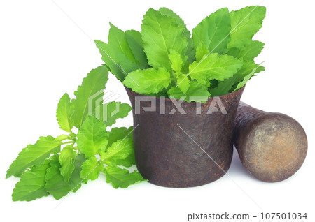 Holy basil or tulsi leaves in a vintage mortar Holy basil or tulsi leaves in a vintage mortar 107501034