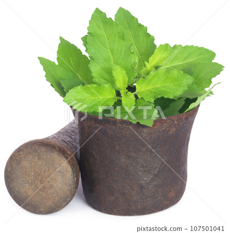 Holy basil or tulsi leaves in a vintage mortar Holy basil or tulsi leaves in a vintage mortar 107501041