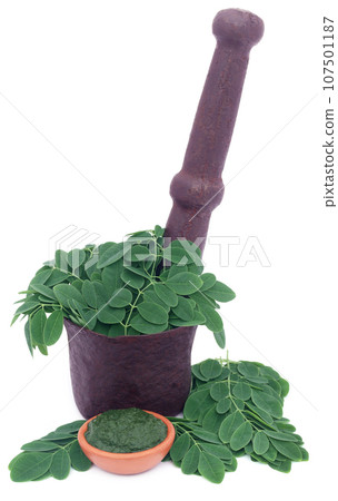 Edible moringa leaves in a vintage mortar with ground paste Edible moringa leaves in a vintage mortar with ground paste 107501187