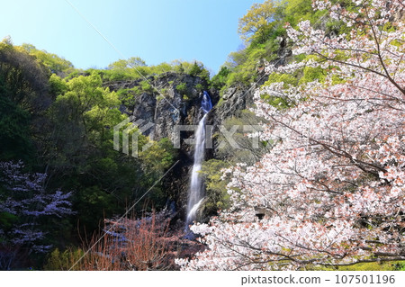 【香川縣】春天櫻花盛開的不動瀑布郊野公園 【香川縣】春天櫻花盛開的不動瀑布郊野公園 107501196