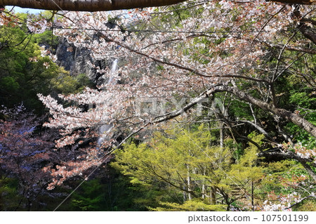 [Kagawa Prefecture] Fudo Falls Country Park in Spring when Cherry Blossoms Bloom 107501199