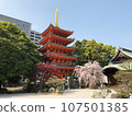 Tochoji Temple with spring plum blossoms Tochoji Temple with spring plum blossoms 107501385