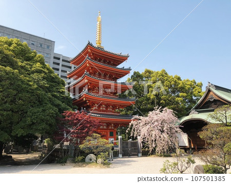 春天梅花盛開的東長寺 春天梅花盛開的東長寺 107501385