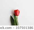 Red tulip Red tulip 107501386