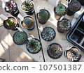 Mini cactus Mini cactus 107501387