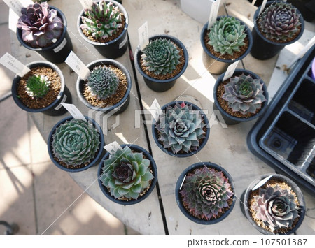 迷你仙人掌 迷你仙人掌 107501387