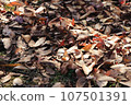 Autumn leaves Autumn leaves 107501391