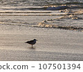 seagull in the sea at sunset seagull in the sea at sunset 107501394