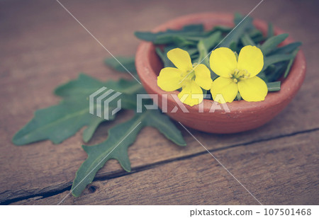 Fresh arugula or rucola leaves with flower Fresh arugula or rucola leaves with flower 107501468