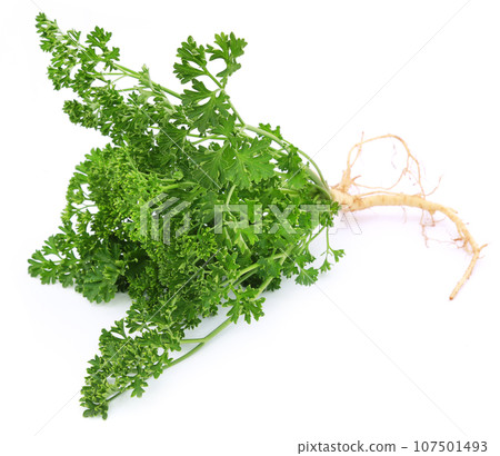 Parsley over white background Parsley over white background 107501493