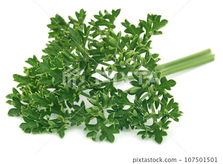 Parsley over white background Parsley over white background 107501501
