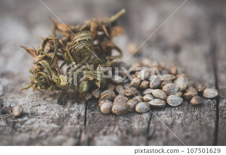 Seeds of Cannabis or hemp 107501629