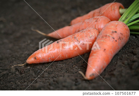 Organic carrots in the garden 107501677