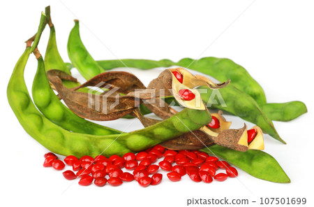 Sandalwood seeds with beans Sandalwood seeds with beans 107501699