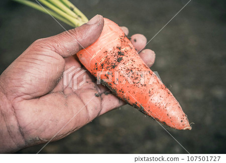 Organic carrot Organic carrot 107501727