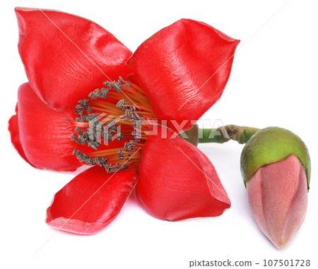 Bombax ceiba or silk cotton flower Bombax ceiba or silk cotton flower 107501728
