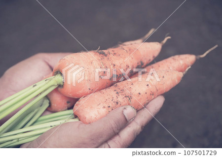Organic carrots 107501729