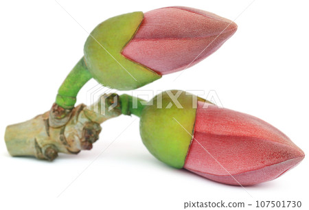 Bombax ceiba or silk cotton flower Bombax ceiba or silk cotton flower 107501730