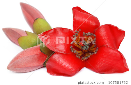 Bombax ceiba or silk cotton flower Bombax ceiba or silk cotton flower 107501732