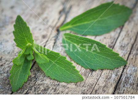 Stevia leaves Stevia leaves 107501784