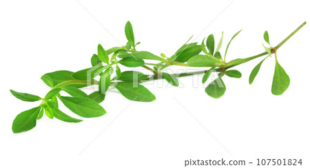 Thyme leaves Thyme leaves 107501824