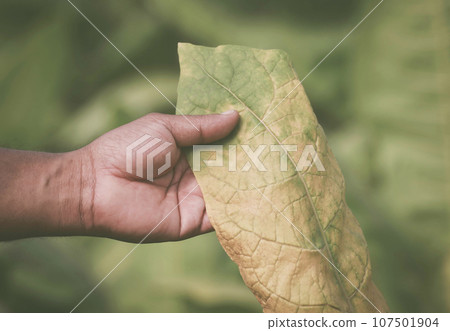Hand holding green tobacco leaf 107501904