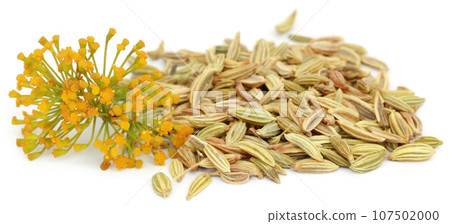 Fennel seeds with flowers Fennel seeds with flowers 107502000