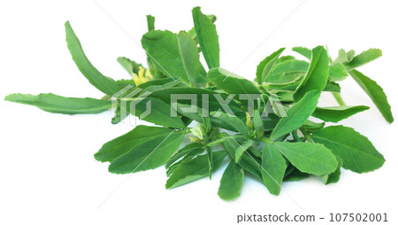 Fenugreek leaves Fenugreek leaves 107502001