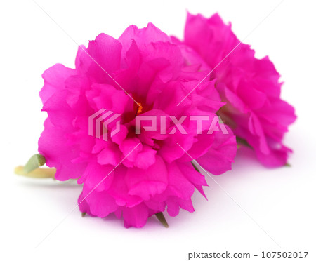 Portulaca grandiflora or moss rose 107502017