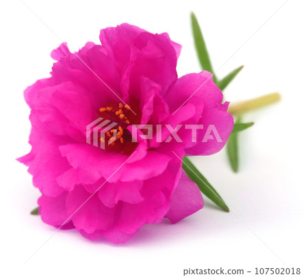 Portulaca grandiflora or moss rose 107502018