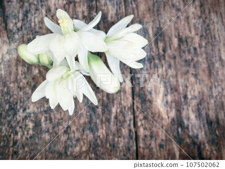 Medicinal moringa flower Medicinal moringa flower 107502062