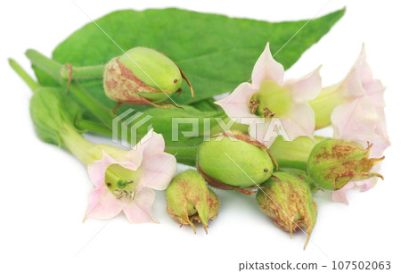 Tobacco flowers Tobacco flowers 107502063