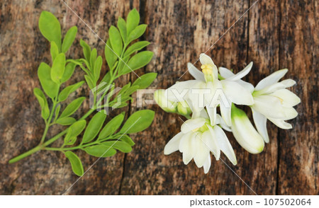 Medicinal moringa flower with green leaves Medicinal moringa flower with green leaves 107502064