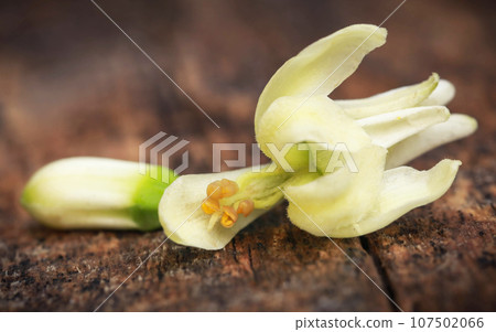 Edible moringa flower 107502066