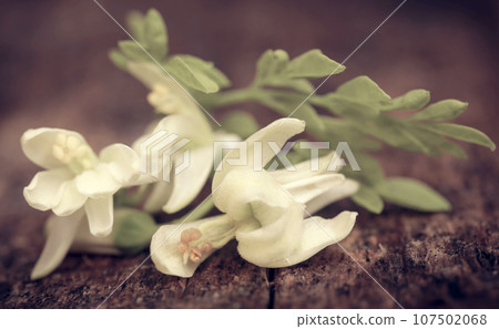 Edible moringa flowers with green leaves 107502068