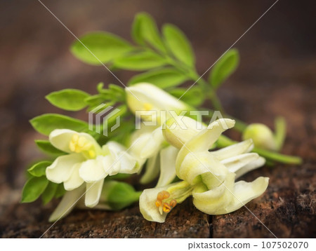 Edible moringa flowers with green leaves Edible moringa flowers with green leaves 107502070