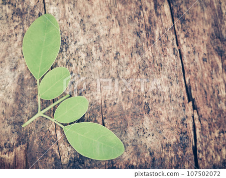 Edible moringa leaves 107502072