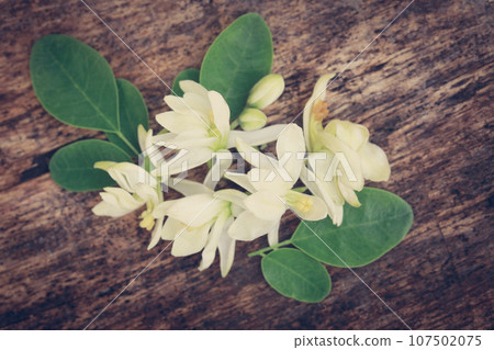 Medicinal moringa flower with green leaves 107502075