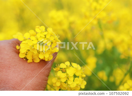 Hand holding mustard flowers 107502092
