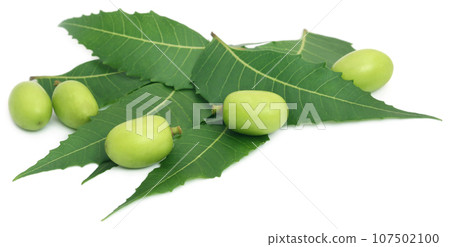 Medicinal neem leaves with fruits 107502100