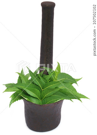 Medicinal neem leaves Medicinal neem leaves 107502102