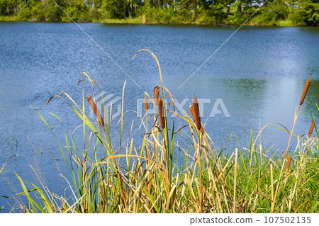Gama Mieko Park Gama Mieko Park 107502135