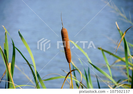 伽瑪美惠子公園 伽瑪美惠子公園 107502137