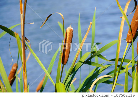 伽瑪美惠子公園 伽瑪美惠子公園 107502139