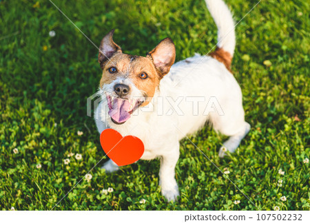 Lovely dog looking up with red heart-shaped pendant as pet love concept 107502232
