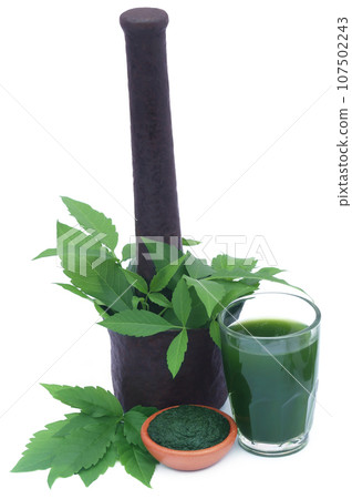Medicinal Vitex Negundo Medicinal Vitex Negundo 107502243