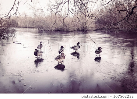 Wild duck in a frozen lake 107502252